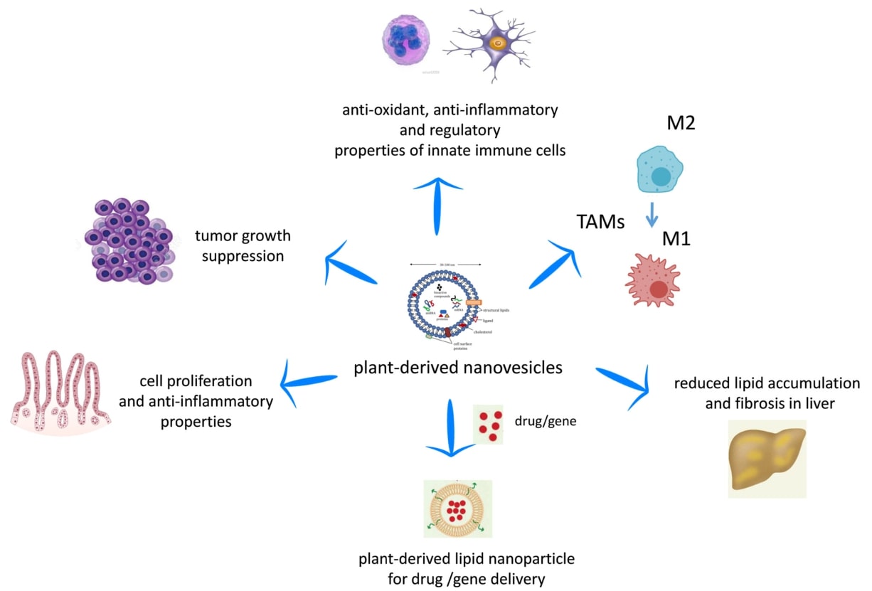Biological properties of PENs.